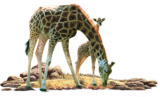 Muursticker Giraf met jong