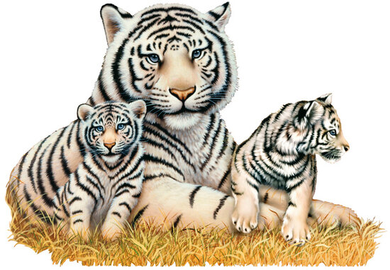 Muursticker Witte tijgers