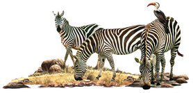 Muursticker Zebra's