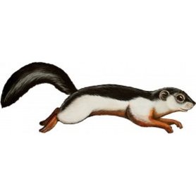 Muursticker Vliegende Eekhoorn