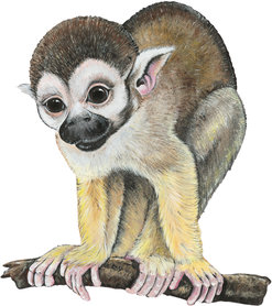 Muursticker Aapje op tak