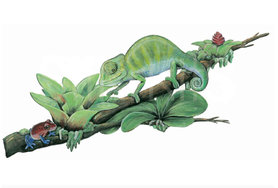 Muursticker Kameleon op tak