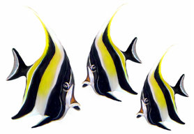 Muursticker Angelfish (set van 3)